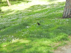 Turdus merula