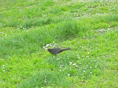 Turdus merula