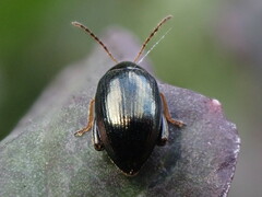 Psylliodes chrysocephala