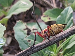 Apiomerus flaviventris