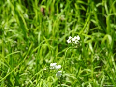 Allium neapolitanum