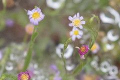 Chaetopappa asteroides
