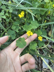 Oxalis florida