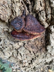 Fistulina hepatica