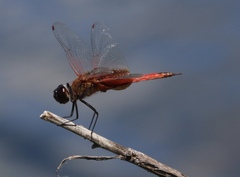 Tramea insularis