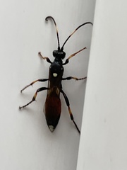 Ichneumon