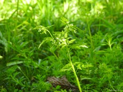 Anthriscus caucalis