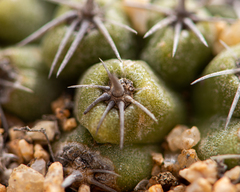 Copiapoa esmeraldana