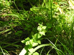 Stellaria media