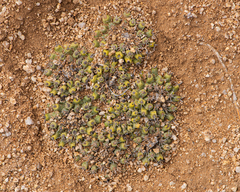 Copiapoa esmeraldana