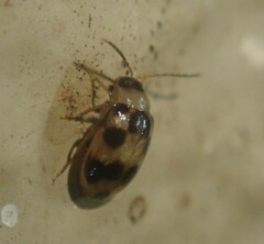 Afromaculepta