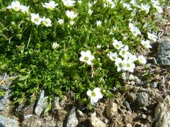 Arenaria ciliata