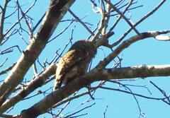 Glaucidium cuculoides