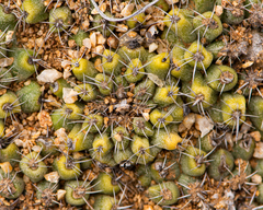 Copiapoa esmeraldana