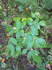 Rubus idaeus