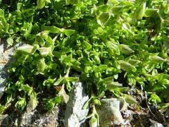 Arenaria ciliata