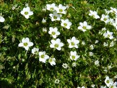 Arenaria ciliata