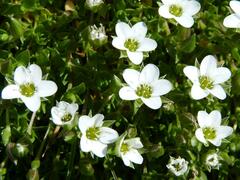 Arenaria ciliata