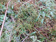 Fimbristylis griffithii