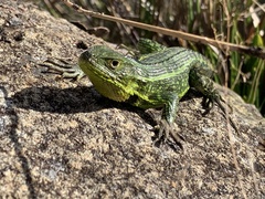 Stenocercus trachycephalus