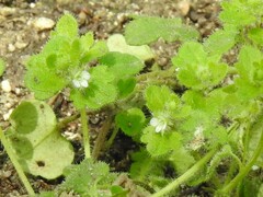 Veronica hederifolia