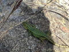 Stenocercus trachycephalus