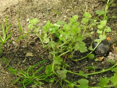 Veronica hederifolia