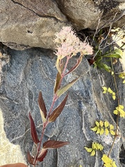 Eupatorieae