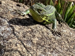 Stenocercus trachycephalus