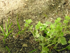 Veronica hederifolia