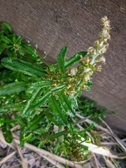 Gamochaeta americana