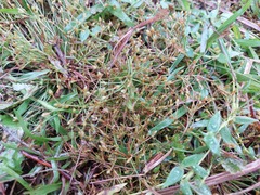 Fimbristylis griffithii