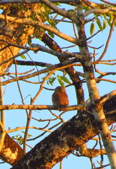 Glaucidium cuculoides