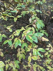 Euonymus europaeus