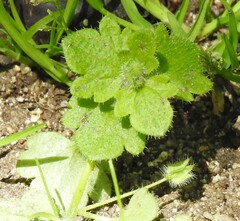 Veronica hederifolia