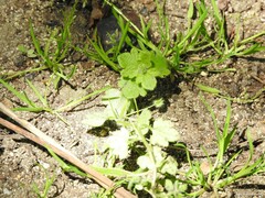 Veronica hederifolia