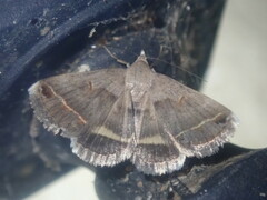 Acantholipes