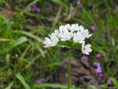 Allium neapolitanum