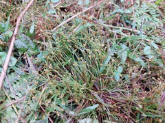 Fimbristylis griffithii