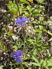 Tradescantia ohiensis