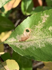 Coptodisca splendoriferella