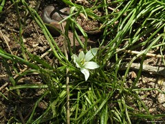 Ornithogalum baeticum