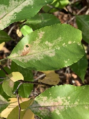 Coptodisca splendoriferella