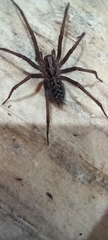 Eratigena