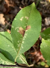 Coptodisca splendoriferella
