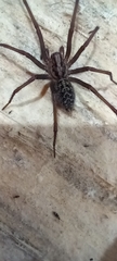 Eratigena