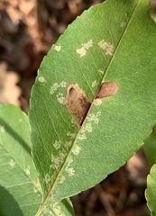 Coptodisca splendoriferella