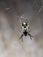 Micrathena funebris