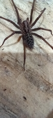Eratigena