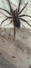 Eratigena